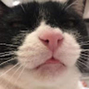 Meet your Posher, Thistlz